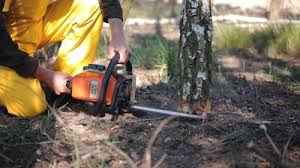 Reliable New Haven, CT Tree Care  Solutions