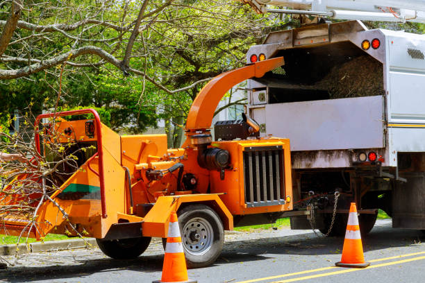 How Our Tree Care Process Works  in  New Haven, CT